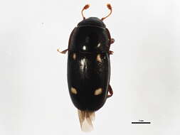 Image of Glischrochilus siepmanni Brown 1932