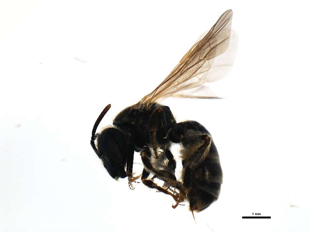 Image of Halictus confusus Smith 1853