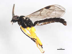 Image of Pimpla pedalis Cresson 1865