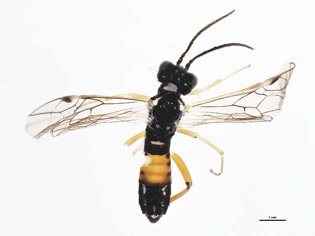 Image of <i>Taxonus borealis</i>