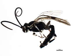 Image of Coelichneumon navus (Say 1835)