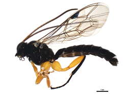 Image of Pimpla pedalis Cresson 1865