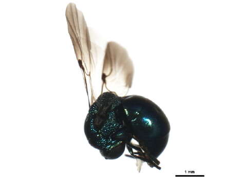 Image of Omalus aeneus