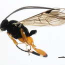 Imagem de Pimpla aequalis Provancher 1880