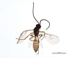 Image of Aphidius rhopalosiphi de Stefani-Perez 1902