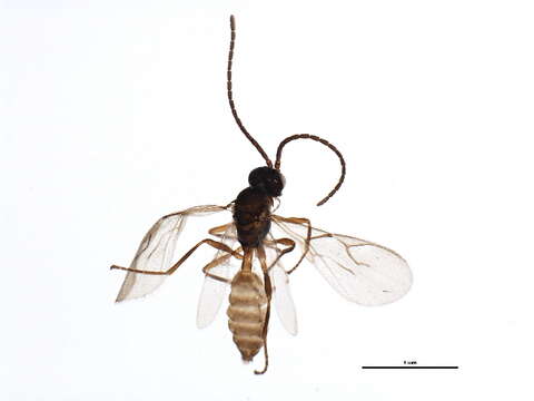 Image of Aphidius rhopalosiphi de Stefani-Perez 1902