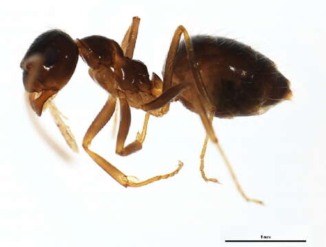 Image of False Honey Ant