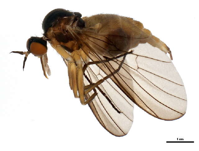 Image of Rhamphomyia versicolor Chillcott 1959