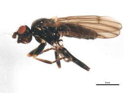 Copromyza neglecta (Malloch 1913) resmi