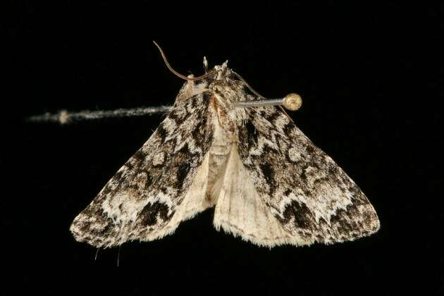 Image of Fragile Dagger Moth