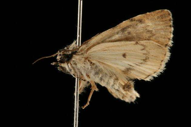 Image of Fragile Dagger Moth