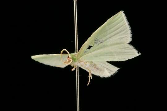 Image of White-Fringed Emerald