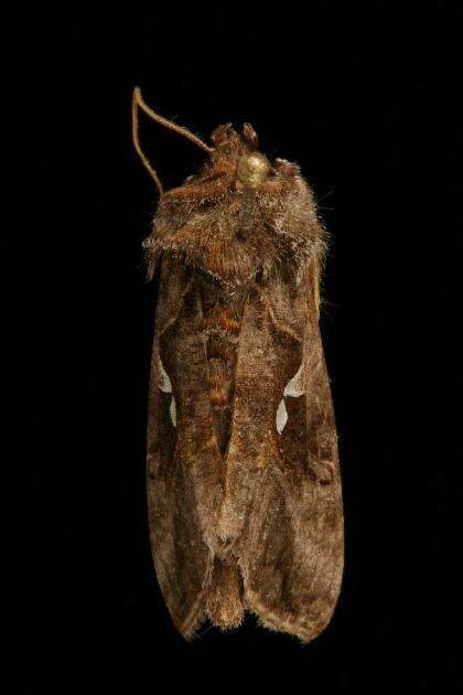 Image de Autographa precationis Guenée 1852