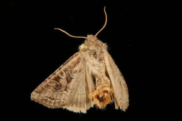 Image of Aster Cutworm