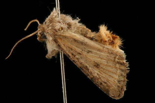 Image of Aster Cutworm