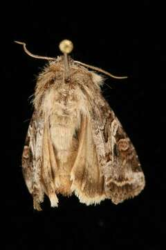 Image of Aster Cutworm