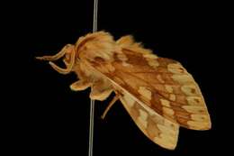 Слика од Lophocampa maculata Harris 1841