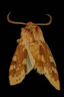 Слика од Lophocampa maculata Harris 1841