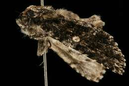 Image of Acronicta afflicta Grote 1864