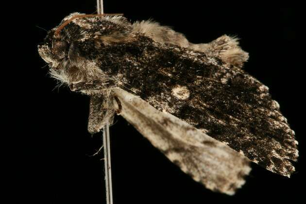 Imagem de Acronicta afflicta Grote 1864