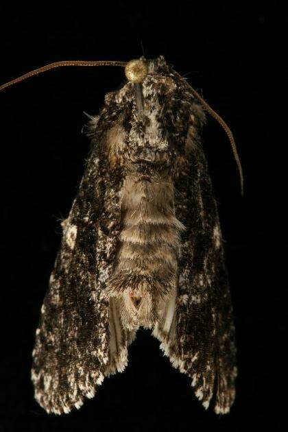 Imagem de Acronicta afflicta Grote 1864