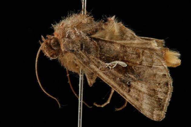 Image de Autographa precationis Guenée 1852