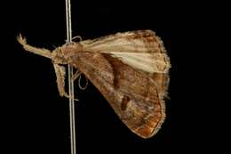 Image of Dark-spotted Palthis, Angulated Snout-moth