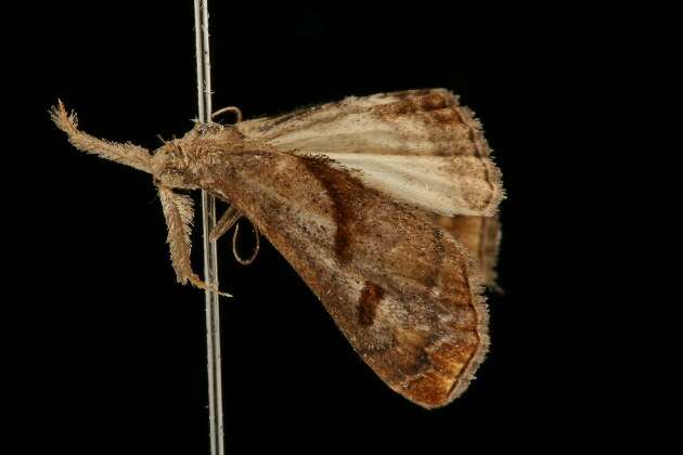 Image of Dark-spotted Palthis, Angulated Snout-moth