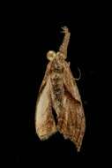 Image of Dark-spotted Palthis, Angulated Snout-moth