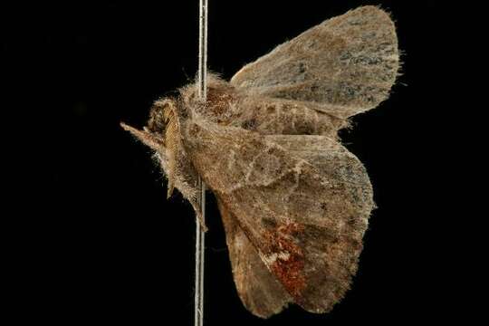 Clostera apicalis Walker 1855的圖片