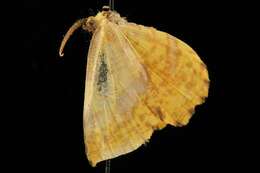 Image of Crocus Geometer Moth