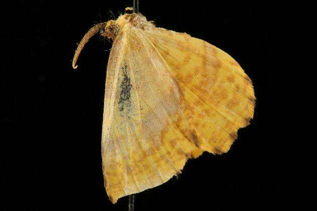 Image of Crocus Geometer Moth