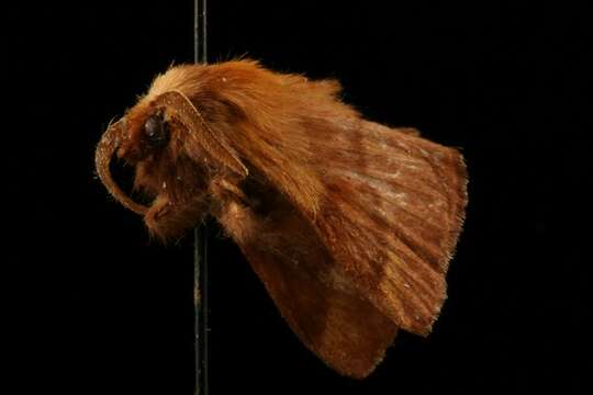 Image of Forest Tent Caterpillar Moth