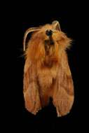 Image of Forest Tent Caterpillar Moth