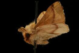 Image of Forest Tent Caterpillar Moth