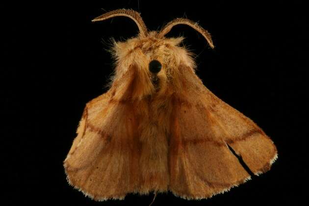 Image of Forest Tent Caterpillar Moth