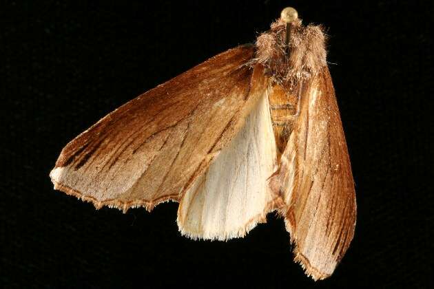 Image of Elegant Prominent