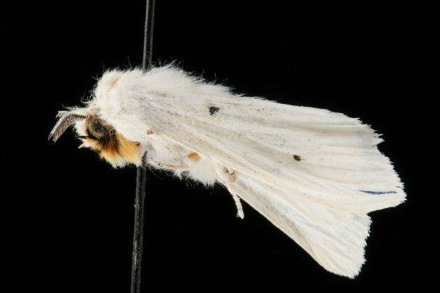 Imagem de Spilosoma virginica Fabricius 1798