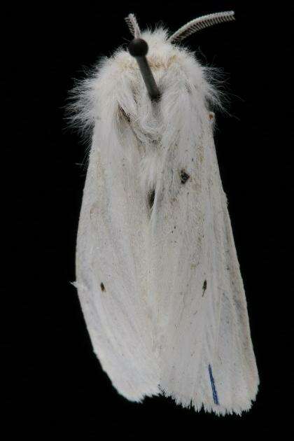 Imagem de Spilosoma virginica Fabricius 1798