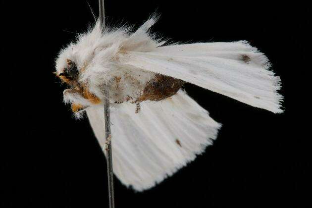 Imagem de Spilosoma virginica Fabricius 1798