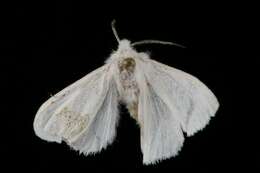 صورة Hyphantria Harris 1841