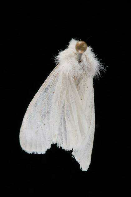 صورة Hyphantria Harris 1841