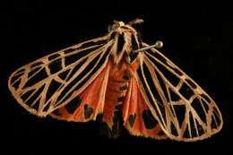 Image of Virgin Tiger Moth