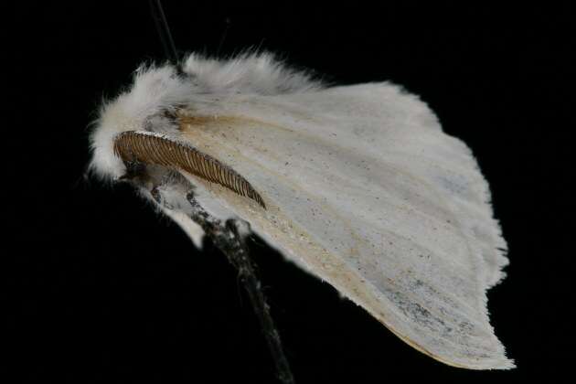 Image of White Satin Moth