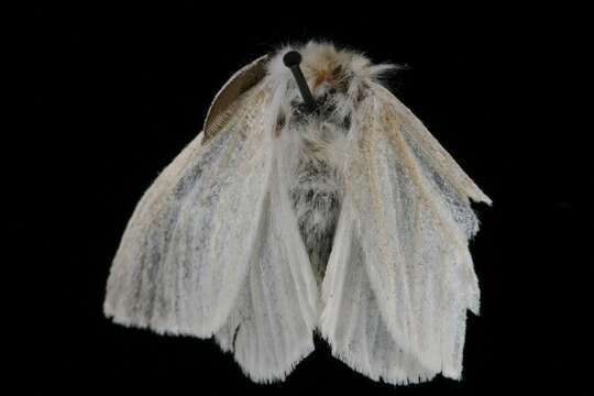 Image of White Satin Moth