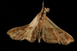 Image of Dark-spotted Palthis, Angulated Snout-moth