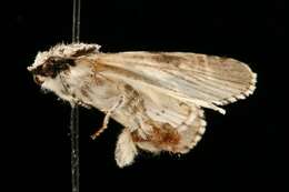 Imagem de Acronicta funeralis Grote & Robinson 1866