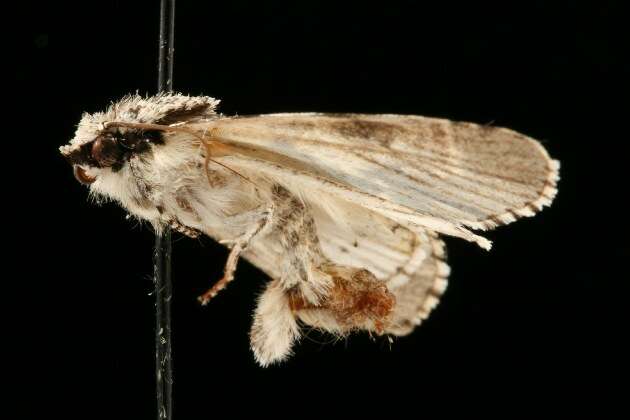 Image of Funerary Dagger Moth