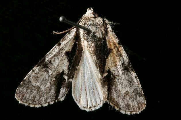 Image of Funerary Dagger Moth