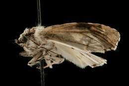 Image of Funerary Dagger Moth